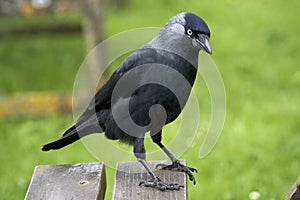 Jackdaw (Corvus monedula)