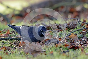 Jackdaw (Corvus monedula)