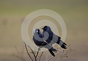 Jackdaw (Corvus monedula)