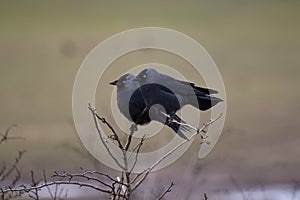 Jackdaw (Corvus monedula)