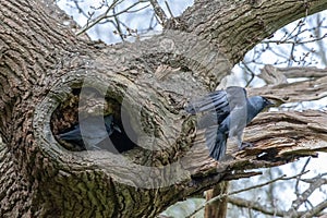 Jackdaw, Corvus monedula, flying from its nest in an oak tree
