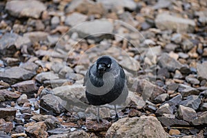 Jackdaw Corvus monedula on a gravel beach