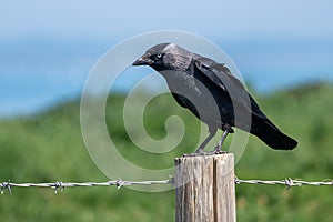Jackdaw, Corvus monedula, perched on a wooden post