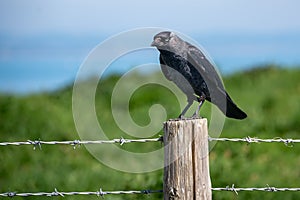 Jackdaw, Corvus monedula, perched on a wooden post