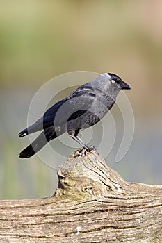 Jackdaw, Corvus monedula
