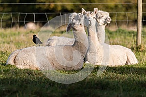 Jackdaw Corvus monedula standing on alpaca