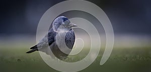 Jackdaw Corvus monedula walks through the grass looking for food