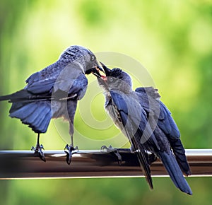 Jackdaw feeds his chick