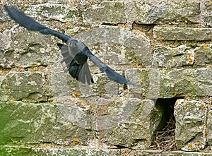 Jackdaw Corvus monedula photo