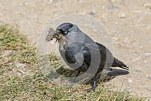 Jackdaw gathering nesting material