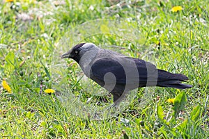 Jackdaw on the grass in search of food