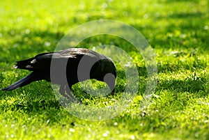A Jackdaw on the green grass photo