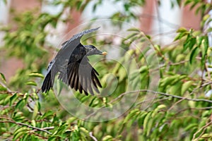 Jackdaw has found a piece of bread