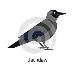 Jackdaw isolated on white background. Smart synanthrope bird with black plumage. Beautiful funny wild avian species