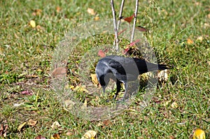 A jackdaw looks for food in grass.