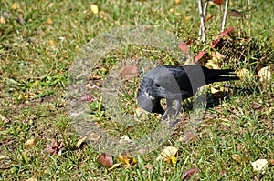 A jackdaw looks for food in grass.