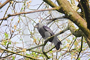 Jackdaw with nesting material.