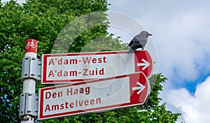 Jackdaw perched on a bicicle route sign photo