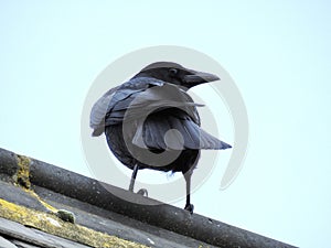 Jackdaw perched on a roof