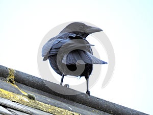 Jackdaw perched on a roof