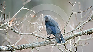 Jackdaw perching on an oak branch