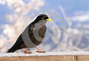 Jackdaw Pyrrhocorax graculus