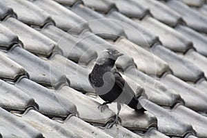 Jackdaw on roof photo