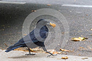 Jackdaw with scrap of bread in beak