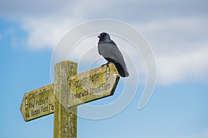 Jackdaw on a sign post.
