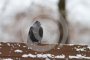 Jackdaw sits on the bench in the park photo