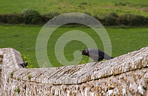 Jackdaw sitting on medieval wall.