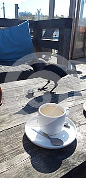 Jackdaw is steeling a cookie and drinking from coffee cream cup on beach club terrace in Noordwijk.