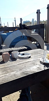 Jackdaw is steeling a cookie and drinking from coffee cream cup on beach club terrace in Noordwijk.