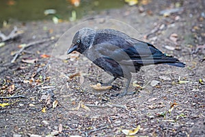 Jackdaw stepping on a piece of bread