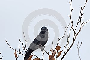 jackdaw in a tree