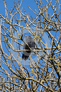 Jackdaw in a tree