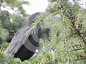 Jackdaw in a tree