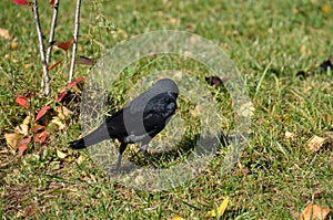 Jackdaw is walking on the lawn in park