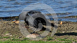 Jackdaw washing in fresh water lake shallows.