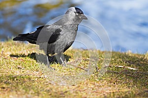 Jackdaw at the waterside in spring photo