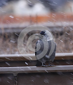 Jackdaw in winter storm photo