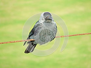 A Jackdaw on wire looking forward