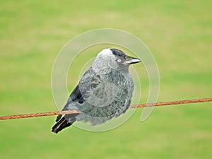 A Jackdaw on wire looking right