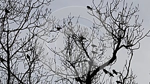 Jackdaws in leafless tree in Voorst, Holland