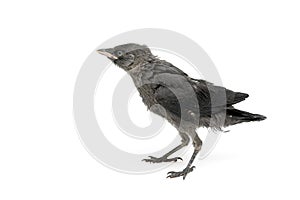 Jackdaws nestling close-up isolated on a white background.