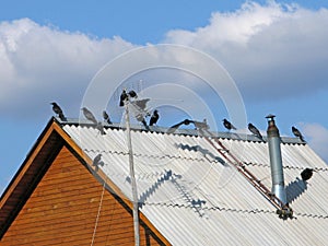 Jackdaws on roof