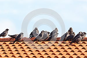 Jackdaws on the rooftop