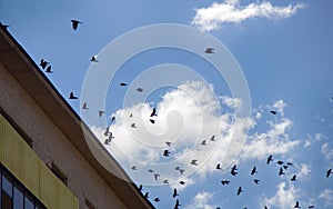 Jackdaws and rooks swarming in sky above city