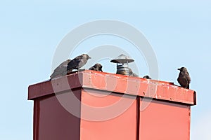 Jackdaws sitting on a chimney