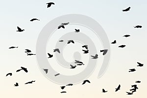 Jackdaws in the sky